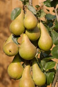 Pear Conference Quince A