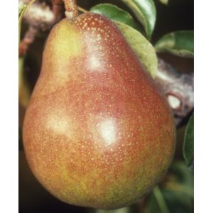 Pear Doyenne Du Comice Bush Quince Eline