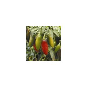 Pepper (Chilli) Early Jalapeno Kings Seeds
