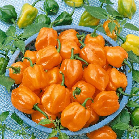 Pepper (Chilli) Habanero Orange Kings Seeds
