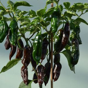 Pepper Chilli Machu Pichu Kings Seeds