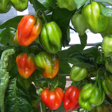 Pepper, Chilli Scotch Bonnet Red Kings Seeds