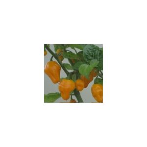 Pepper, Chilli Trinidad Perfume Kings Seeds