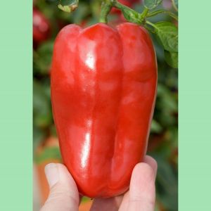 Pepper (Sweet) Redskin F1- Kings Seeds