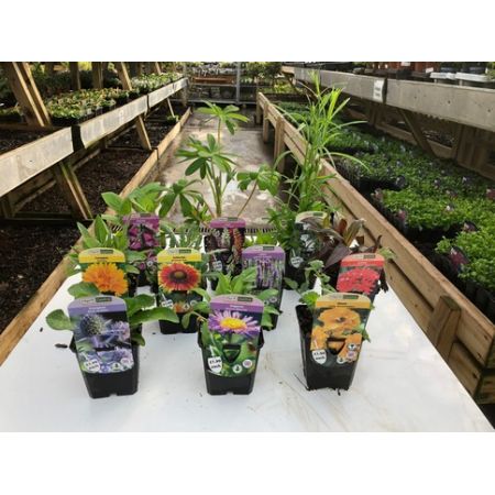 Perennial 9Cm £2.25  -  Any 10 For £22.50