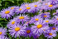 Perennials