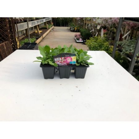 Petunia 6 Pack - Our Selection