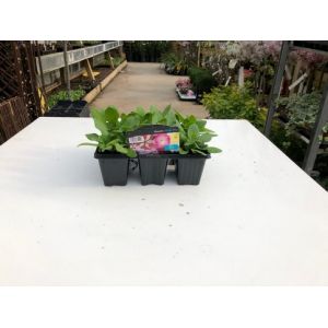 Petunia 6 Pack - Our Selection