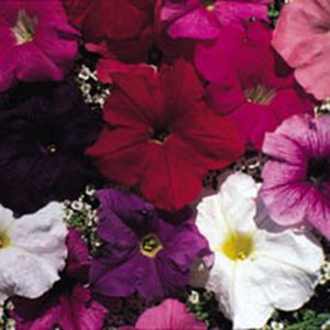 Petunia Carnival Mixed F2- Kings Seeds