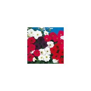 Petunia Cascade Mixed F1 Kings Seeds
