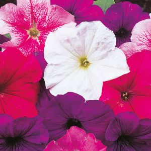 Petunia Merlin Mixed F1 Hybrid Kings Seeds