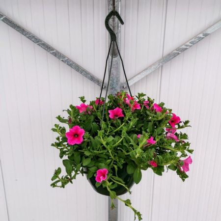 Petunia (Trailing Surfinia) Hanging Basket 25Cm