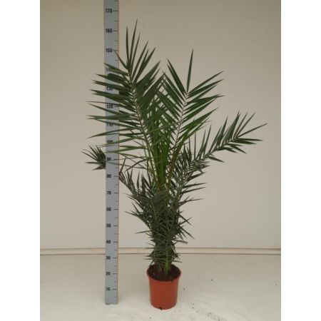 Phoenix Canariensis 21Cm Pot C.160Cm