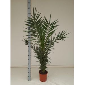 Phoenix Canariensis 21Cm Pot C.160Cm