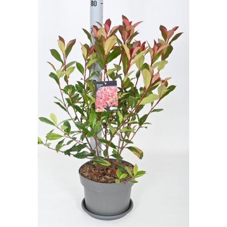 Photinia fraseri Carre Rouge C5 Pot c.60/70cm  - Our Selection