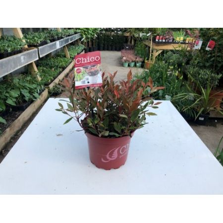 Photinia Fraseri Carre Rouge C2 Pot C.70Cm  - Our Selection