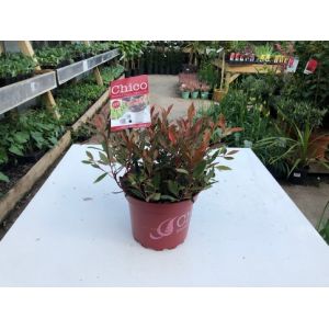 Photinia Fraseri Carre Rouge C2 Pot C.70Cm  - Our Selection
