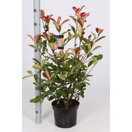 Photinia fraseri Red Robin C5 - 60/80 cm 