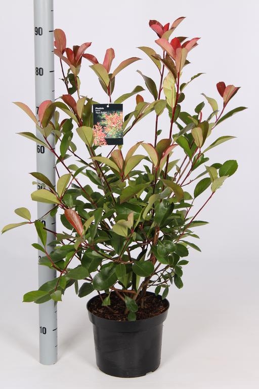 Photinia fraseri Red Robin C5 - 60/80 cm - Horticentre - Your Family Run  Garden Centre in Wakefield and Huddersfield
