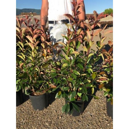 Photinia Red Robin C10 Pot C.120Cm  - Our Selection