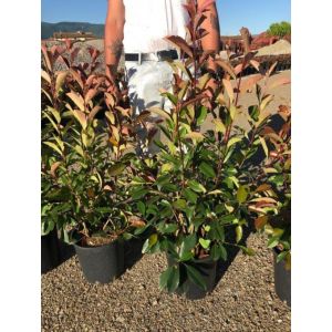 Photinia Red Robin C10 Pot C.120Cm  - Our Selection