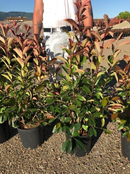 Photinia Red Robin C10 Pot C.120Cm - Our Selection - Horticentre - Your  Family Run Garden Centre in Wakefield and Huddersfield