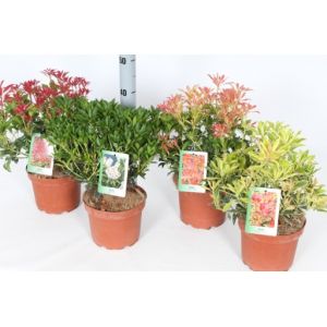 Pieris Japonica C5 Mix - Our Selection C.50Cm - image 2