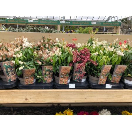 Pieris Japonica Mix - Our Selection C.25Cm