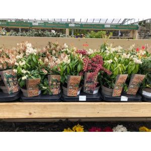 Pieris Japonica Mix - Our Selection C.25Cm