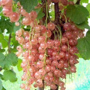 Pinkcurrant Gloire De Sablon