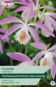 Pleione Formosana 1 Bulb Pack