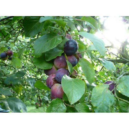 Plum Czar Sja