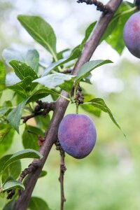 Plum Herman Bush Vva-1 Dwarf 12 Litre Pot