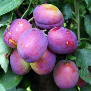 Plum Jubilee Bush St Julien A