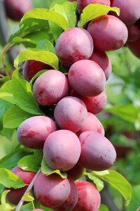 Plum Jubilee Bush St Julien A