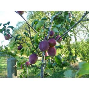 Plum Jubilee Bush Vva-1 Dwarf