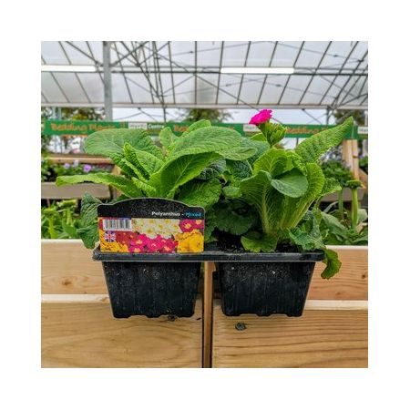 Polyanthus (Bedding) 4 Pack - Our Selection