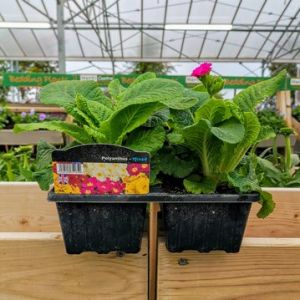 Polyanthus (Bedding) 4 Pack - Our Selection