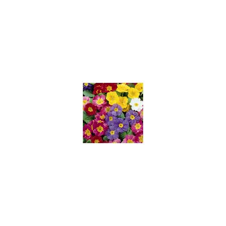 Polyanthus Pacific Giants - Kings Seeds