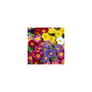 Polyanthus Pacific Giants - Kings Seeds