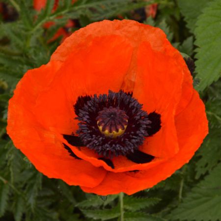 Poppy Brilliant Scarlet- Kings Seeds