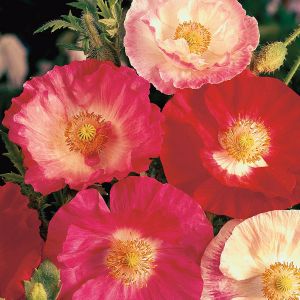 Poppy Shirley Double- Kings Seeds