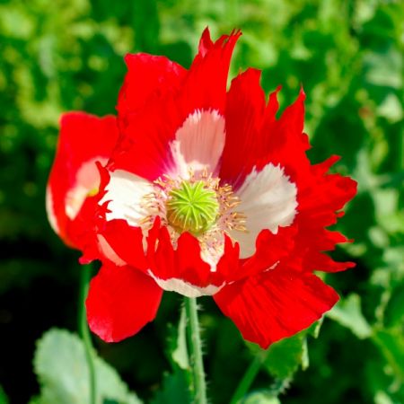 Poppy Victoria Cross- Kings Seeds