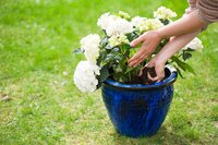 Pots & Planters