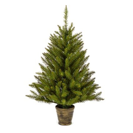 Premier California Spruce In Pot 90cm
