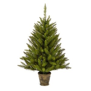 Premier California Spruce In Pot 90cm