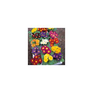 Primrose Mardi Gras Mixed - Kings Seeds