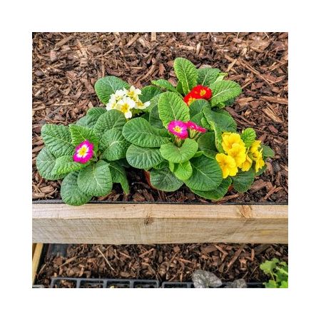 Primula 9Cm Pot