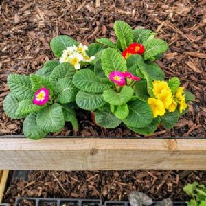 Primula 9Cm Pot