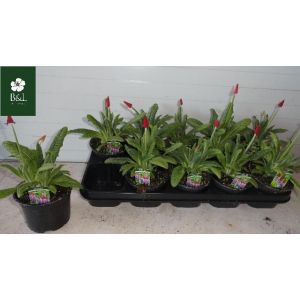 Primula Vialli 12Cm Pot